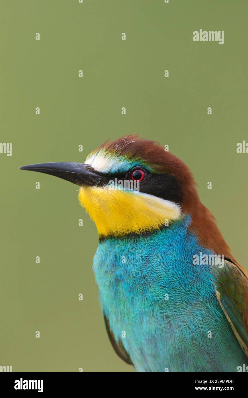 Ritratto in primo piano dell'ape-eater europeo (Apiaster Merops) Foto Stock