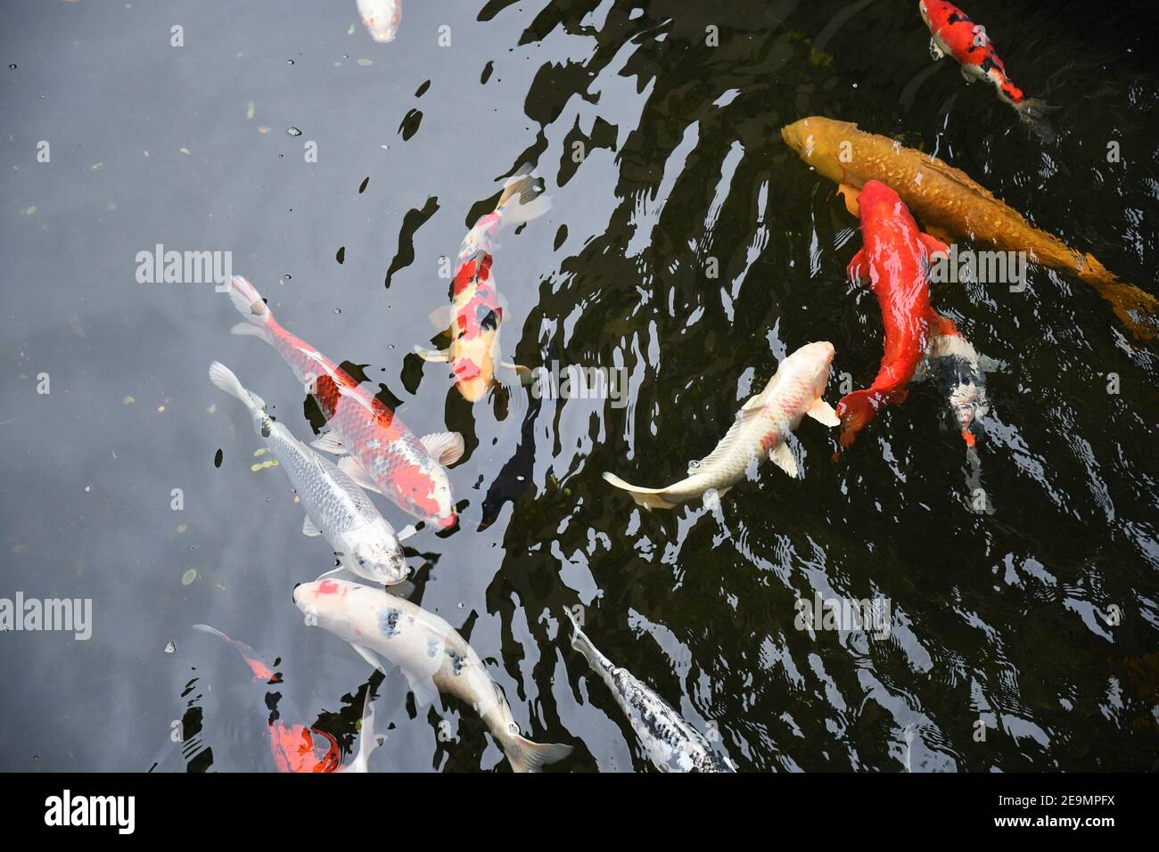 I pesci koi giapponesi nuotano in acque trasparenti dello stagno nello zoo. Pesci rossi e carpe colorate nuotano sott'acqua nel lago. Tessuto acquatico ondulato Foto Stock