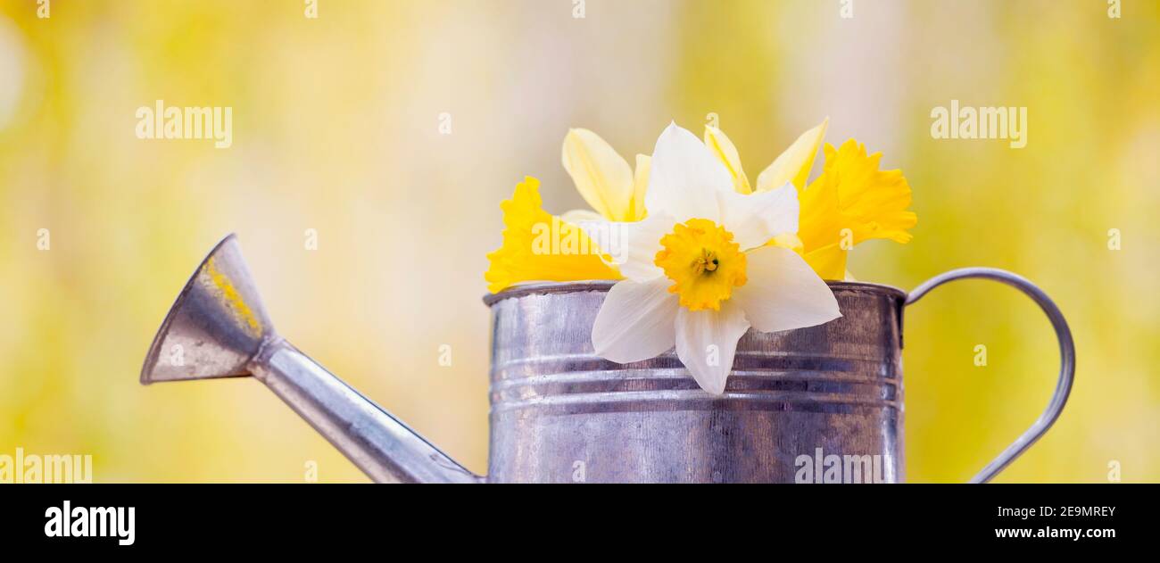Narcissus giallo e bianco fiori di narcisolo in una piccola lattina di annaffiatura. Striscione floreale primaverile. Foto Stock