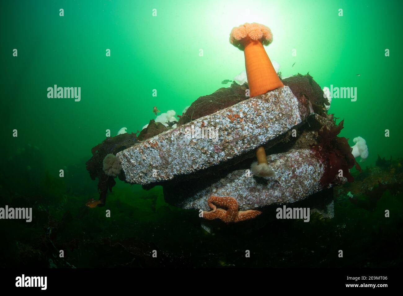 Reef artificiale Foto Stock