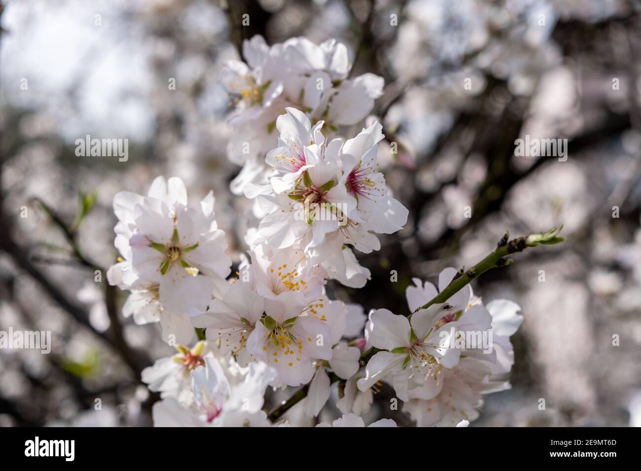 Fioritura primaverile. Sfondo fiorente dell'albero di mandorle. Gemme e fiori rosa bianchi sul ramo dell'albero, vista closeup Foto Stock