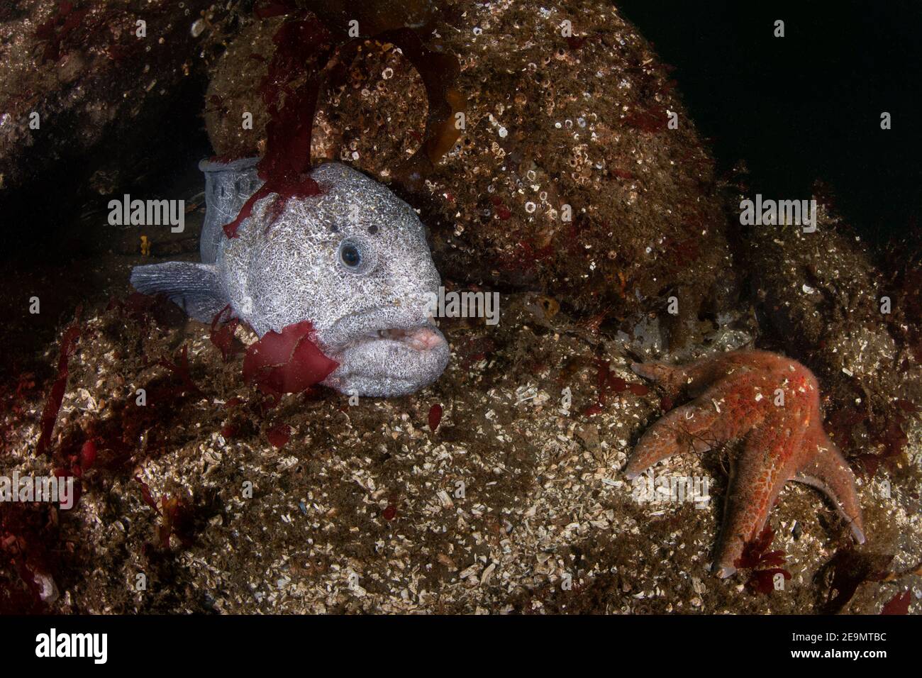 Wolf Eel e Starfish Foto Stock