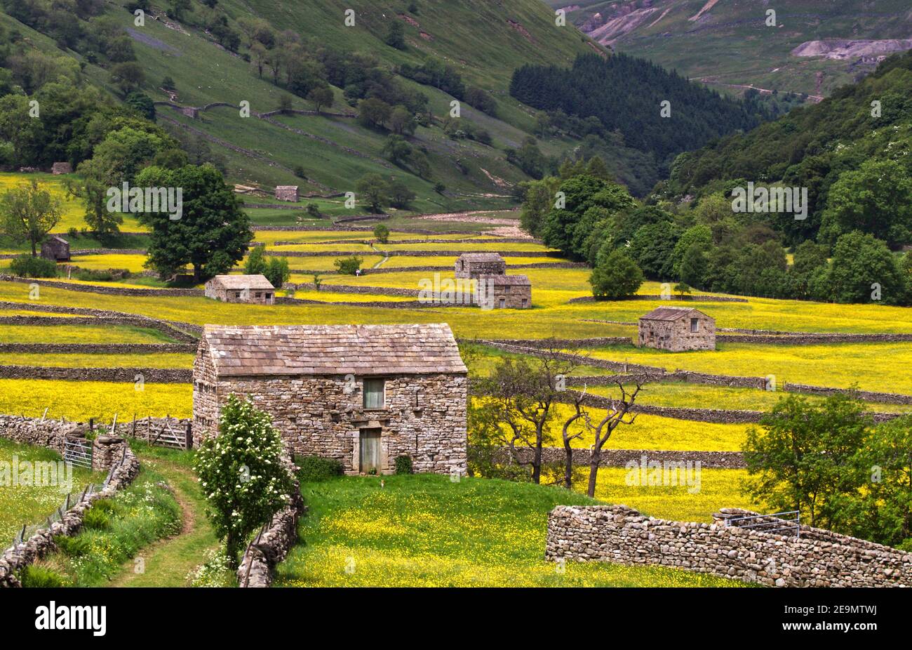 Prati di fieno in pieno fiore, con fienili di campo e muri a secco in pietra, vicino al villaggio di Muker, Swaledale, Yorkshire Dales National Park Foto Stock