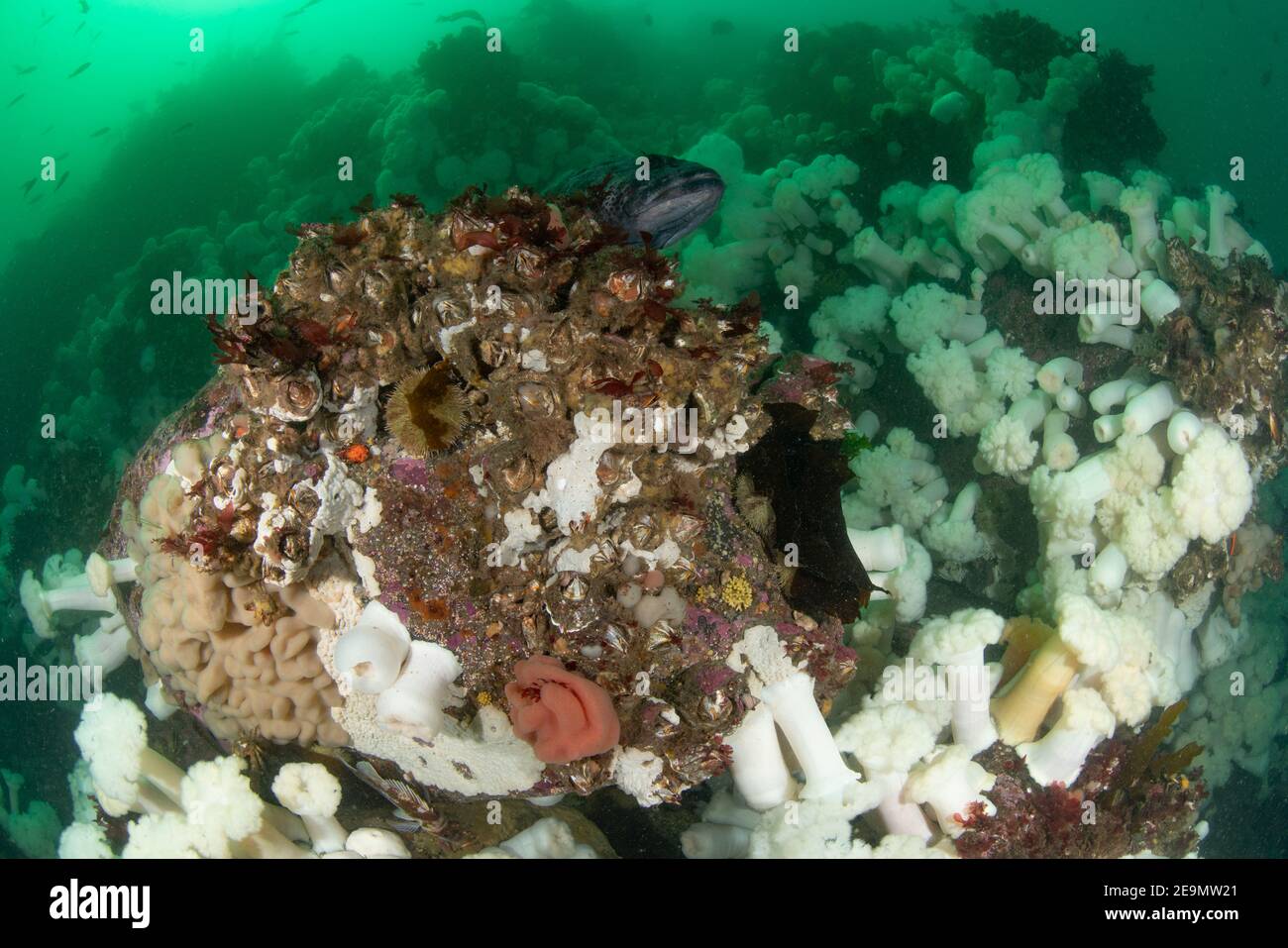 Scena della barriera corallina di Coldwater con lingcod Foto Stock