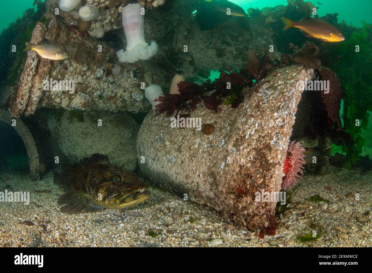 Lingcod riposato sotto la barriera corallina Foto Stock