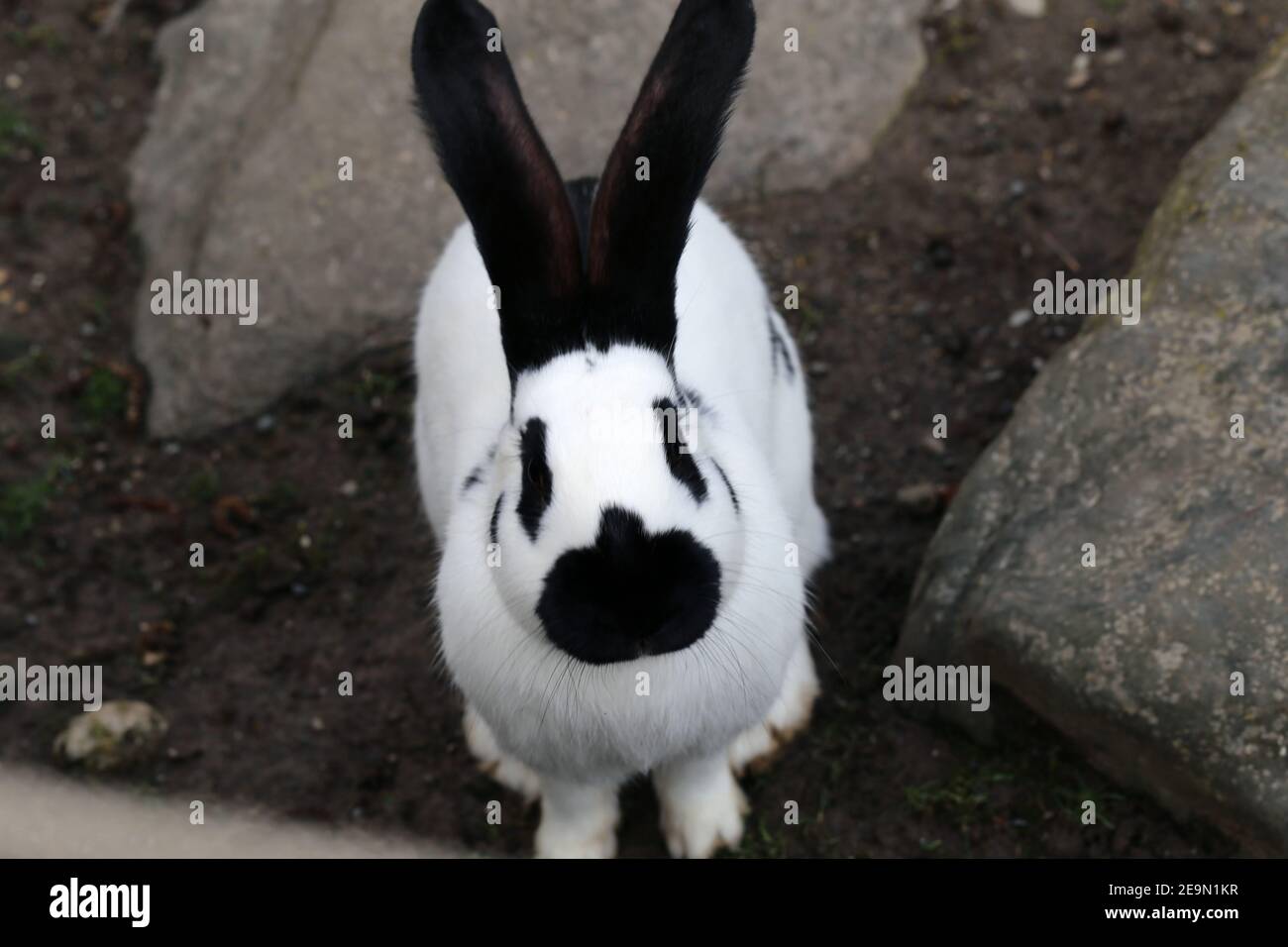 Simpatico coniglio di colore bianco e nero con alcuni punti neri e parti nere. Adorabile e soffice animale domestico fotografato all'aperto in un parco in una giornata di sole. Foto Stock