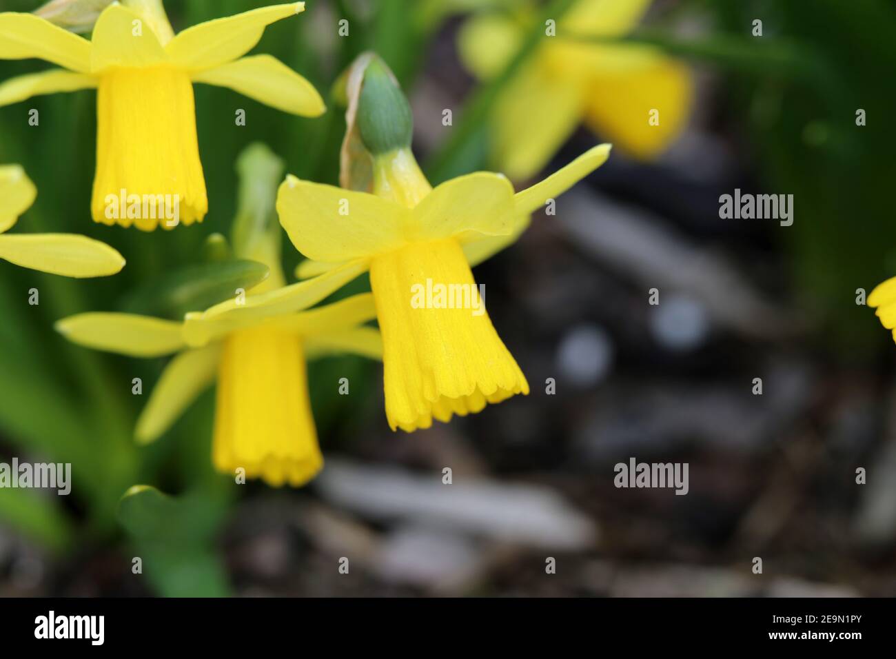 Giallo daffodil / narcissus fiori in una foto closeup con foglie verdi sullo sfondo. I narcisi sono fiori perfetti per Pasqua / primavera. Foto Stock