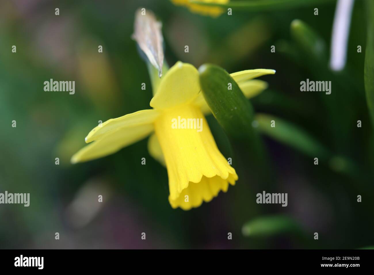 Giallo daffodil / narcissus fiori in una foto closeup con foglie verdi sullo sfondo. I narcisi sono fiori perfetti per Pasqua / primavera. Foto Stock