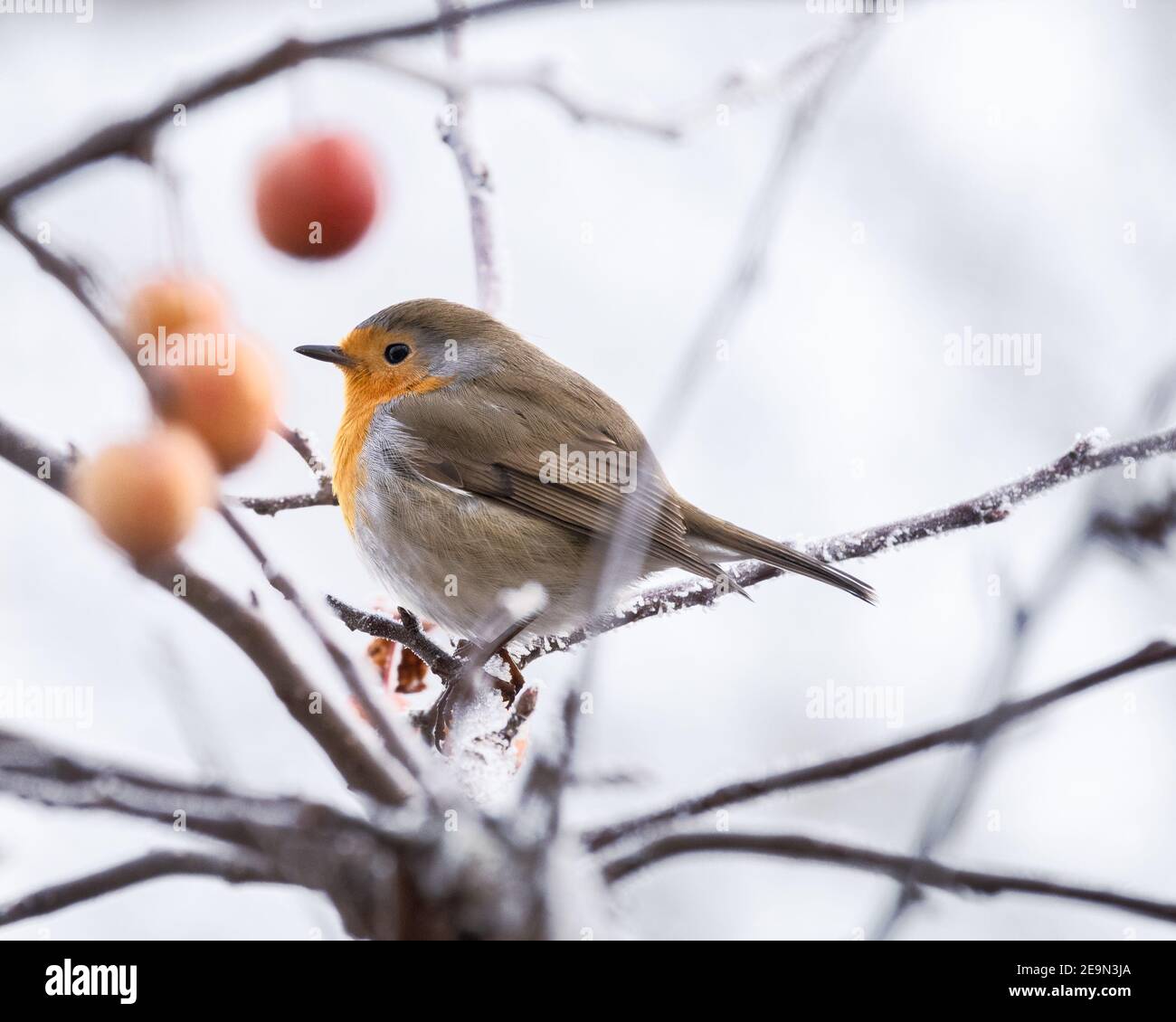 Primo piano di un ladro europeo seduto su un albero di mele Foto Stock
