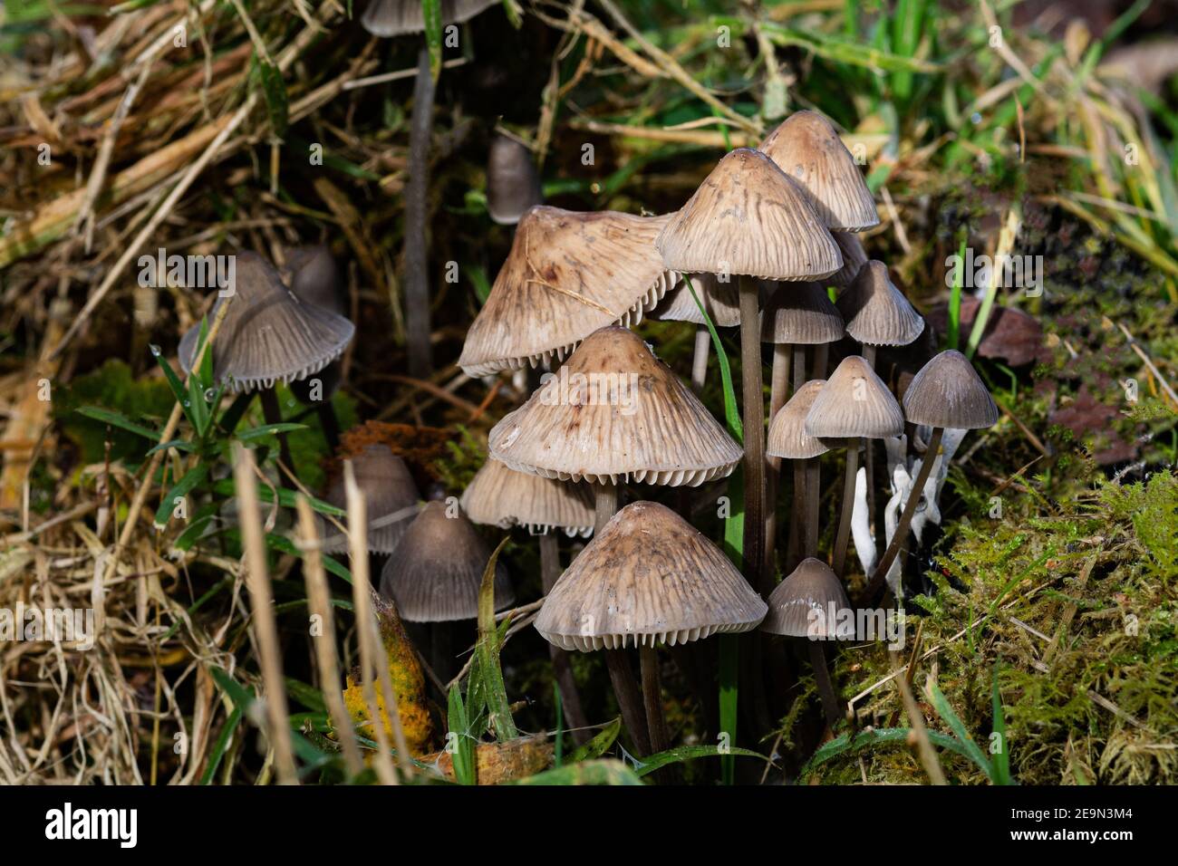 Gruppo di funghi, Northumberland, Inghilterra Foto Stock