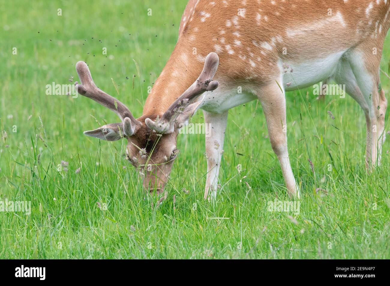 Primo piano di un daino (dama) buck pascolo in un prato Foto Stock
