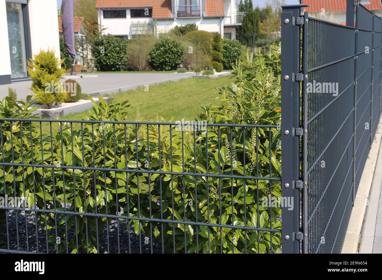 Recinzione verde del giardino come linea di recinzione della proprietà Foto Stock