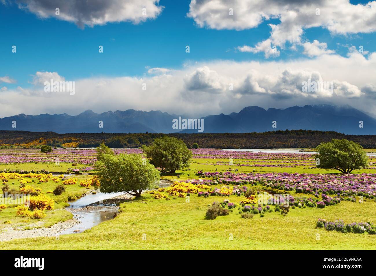 Paesaggio con campo fiorente e montagne, Nuova Zelanda Foto Stock