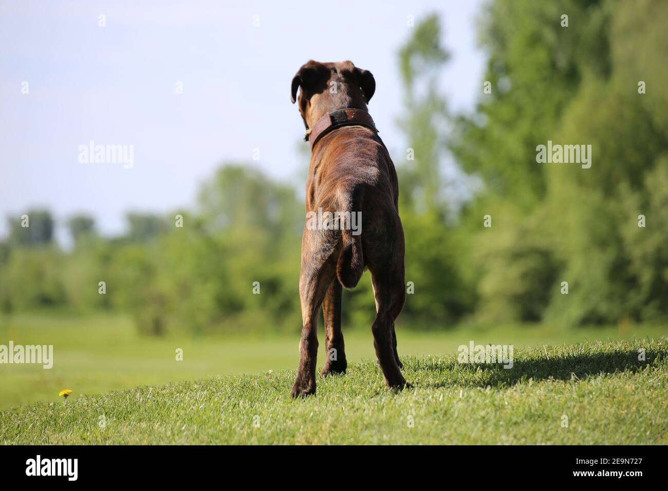 Tedesco Boxer cane Foto Stock