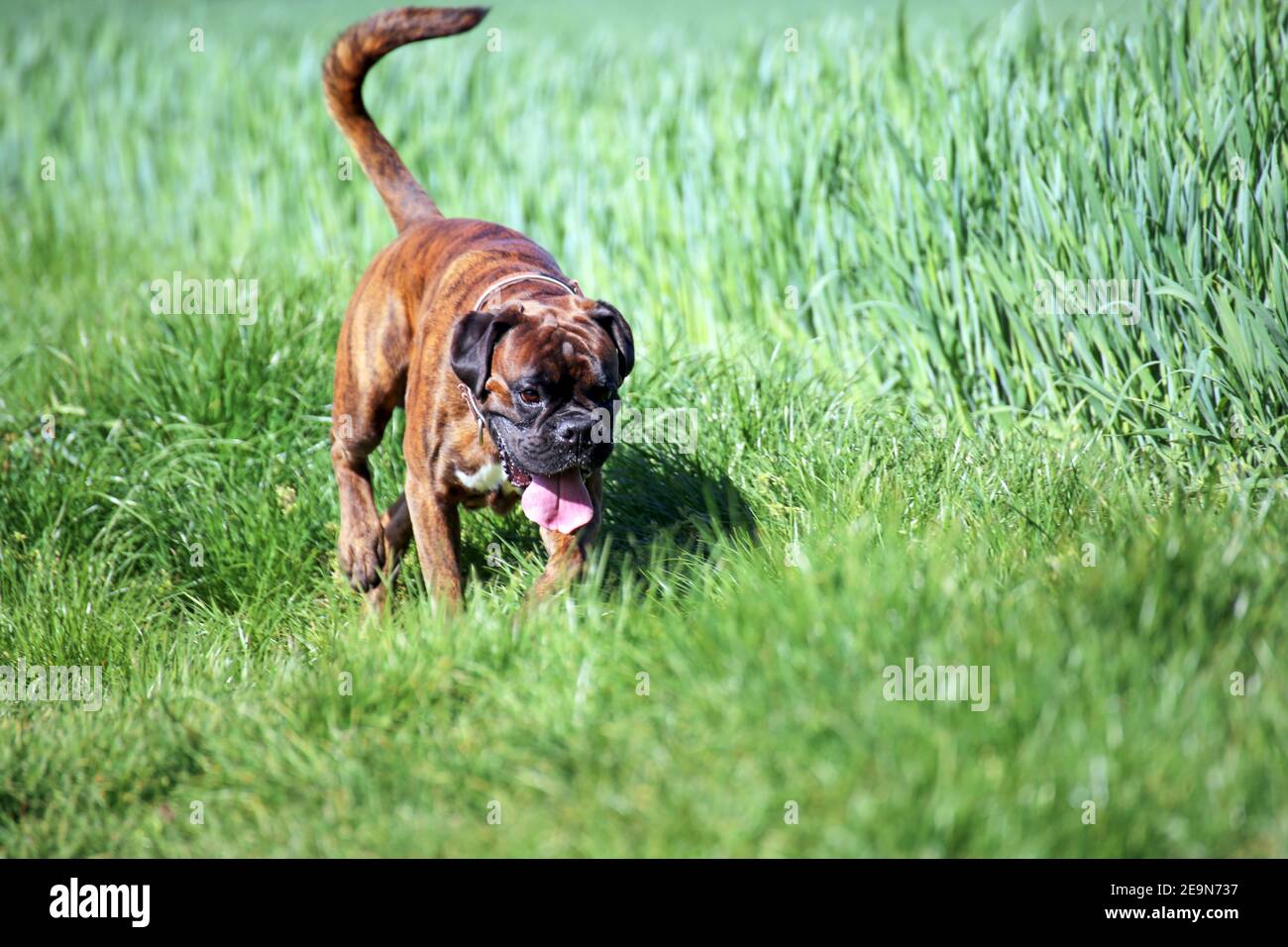 Tedesco Boxer cane Foto Stock