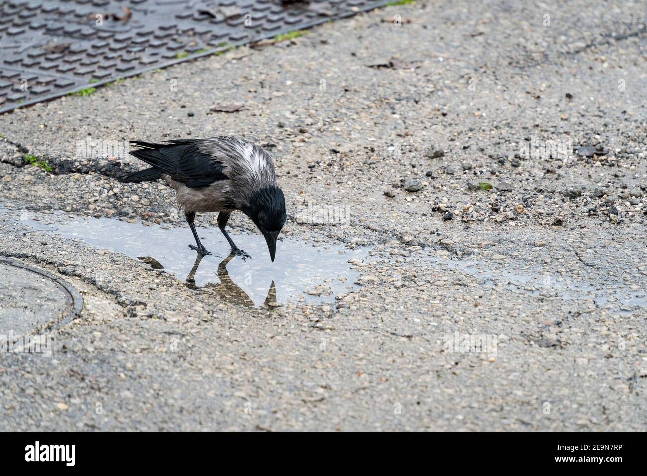 Un corvo grigio, le sue piume bagnate dalla pioggia, bevendo acqua piovana da una puddle Foto Stock