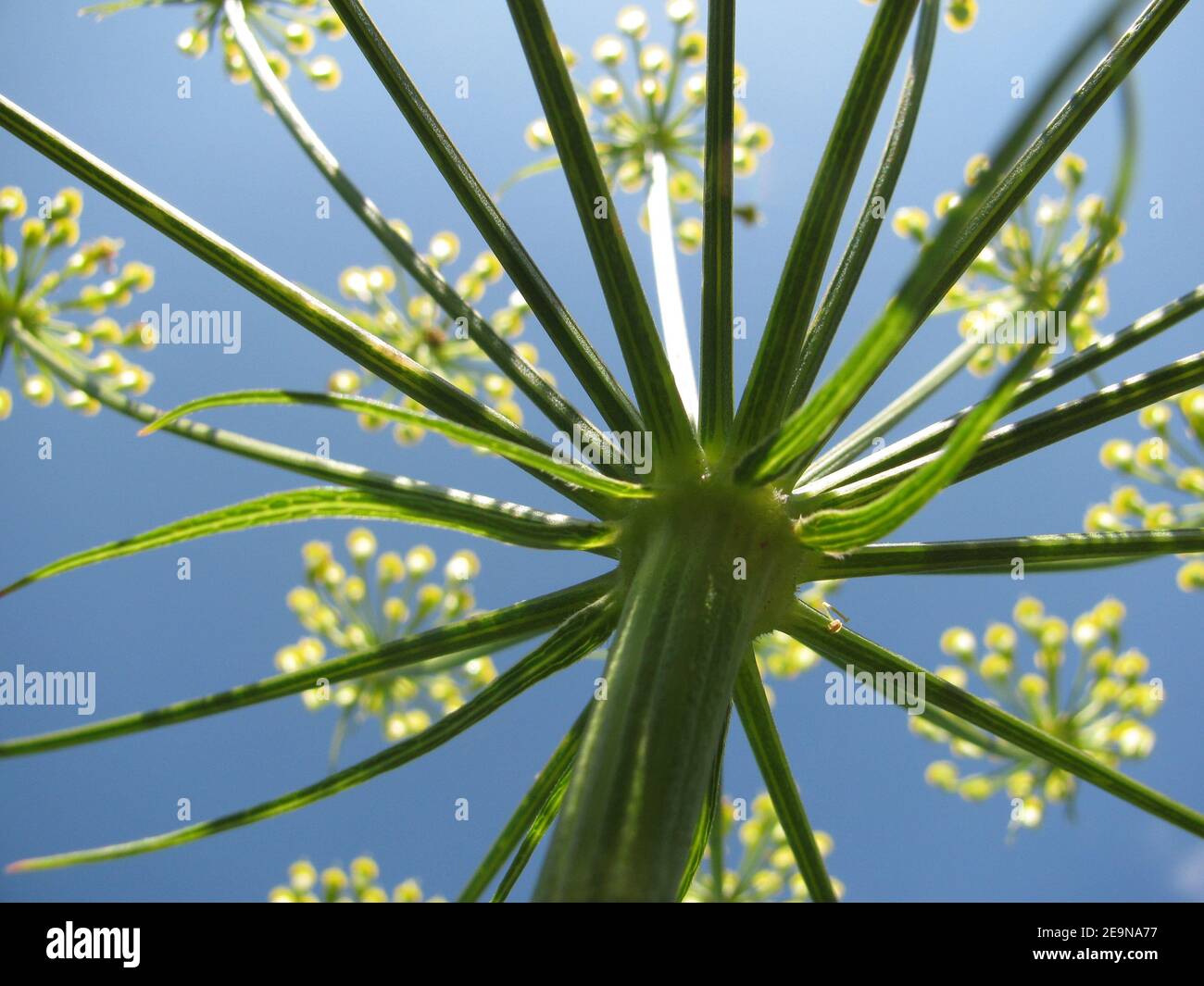 Carota mortale o Thapsia Garganica pianta fioritura deriva come una fonte di un farmaco antivirale a base di piante contro Covid-19. Vista dall'angolo basso ravvicinata rispetto al cielo blu. Thapsia Garganica comunemente conosciuta come carota mortale è una specie di piante erbacee velenose usate in passato come medicina tradizionale. Secondo recenti ricerche la sostanza Thapsigargin derivata dalla pianta velenosa e studiata per il trattamento del cancro, potrebbe essere efficace contro il coronavirus e avere un potente impatto antivirale sul virus SARS-COV-2 per fermare Covid 19. Foto Stock