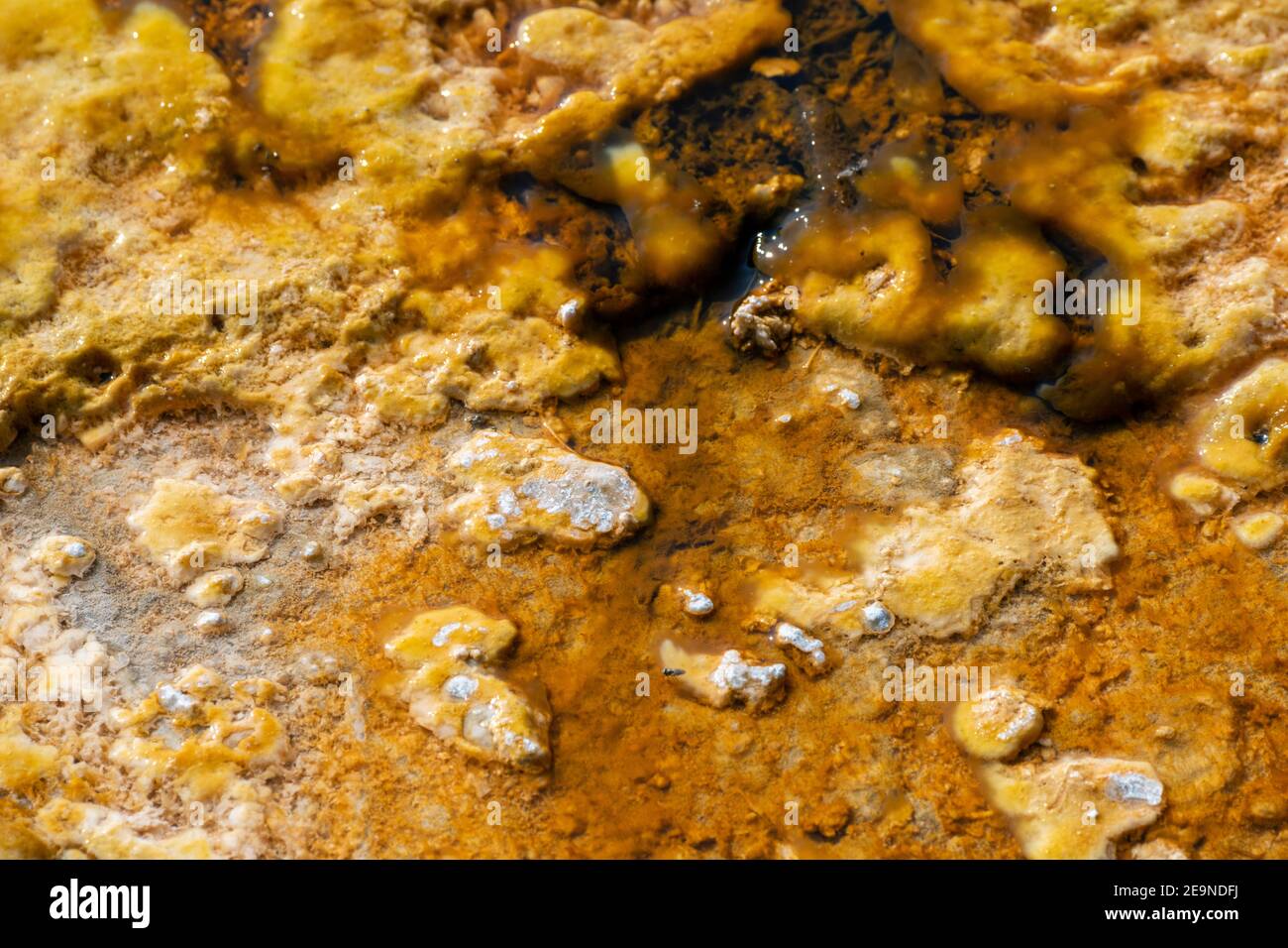 Nord America, Wyoming, Parco Nazionale di Yellowstone, Bacino di sabbia nera. Particolare del colorato tappetino batterico termofilare. Foto Stock