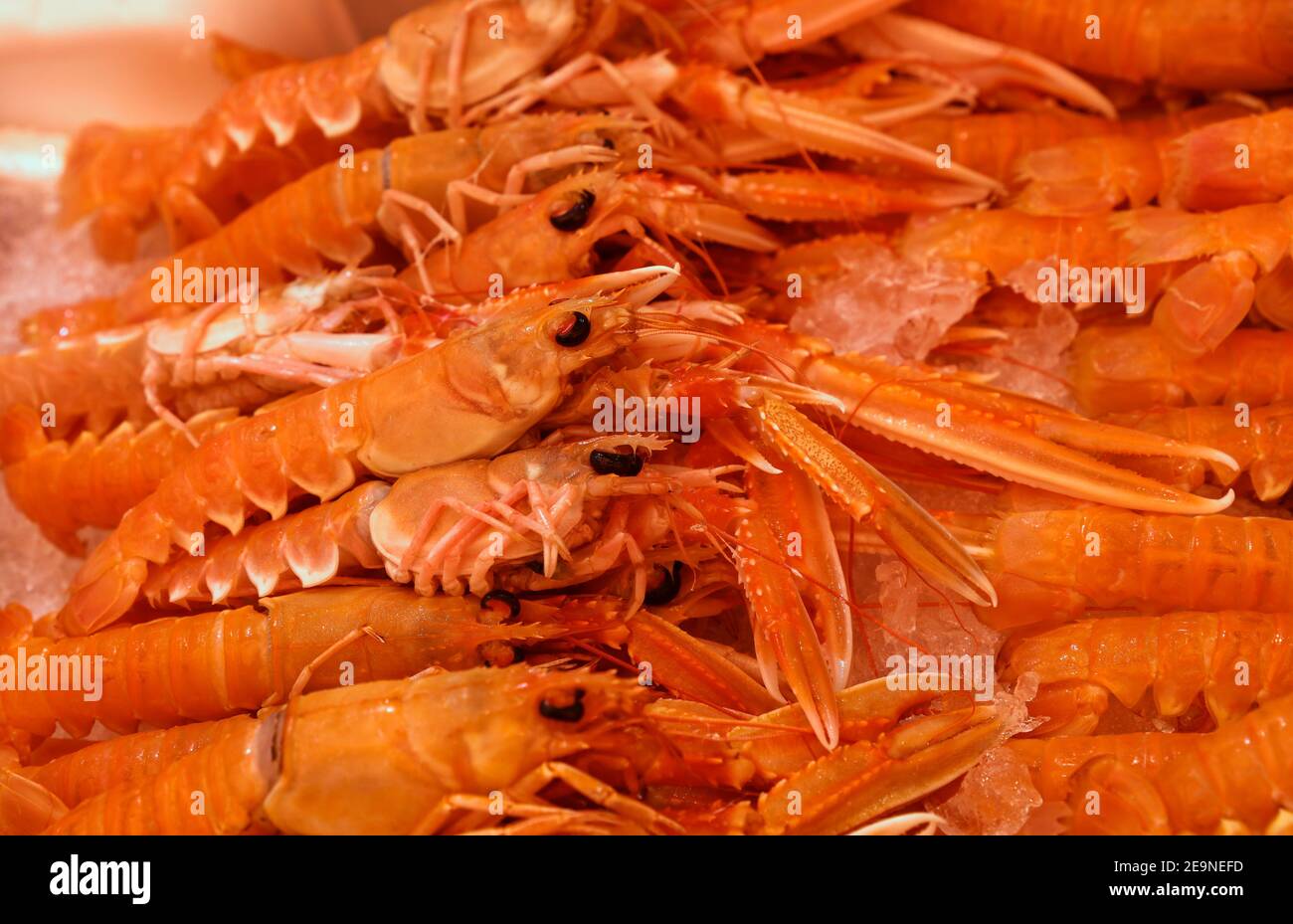 Primo piano catture fresche di langostine rosse grezze (Nephrops norvegicus, aragosta norvegese, gamberi della baia di Dublino o scampi) su ghiaccio al mercato al dettaglio, alta A. Foto Stock