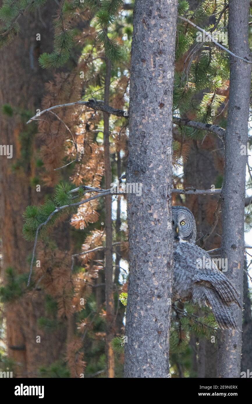 Nord America, Wyoming, Parco Nazionale di Yellowstone, Ponte di pesca. Grande gufo grigio (Strix nebulosa). Foto Stock