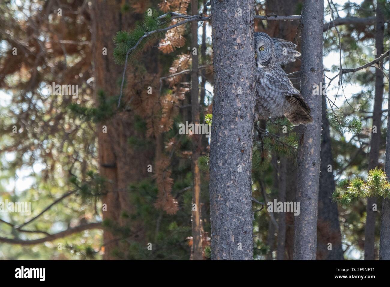Nord America, Wyoming, Parco Nazionale di Yellowstone, Ponte di pesca. Grande gufo grigio (Strix nebulosa). Foto Stock