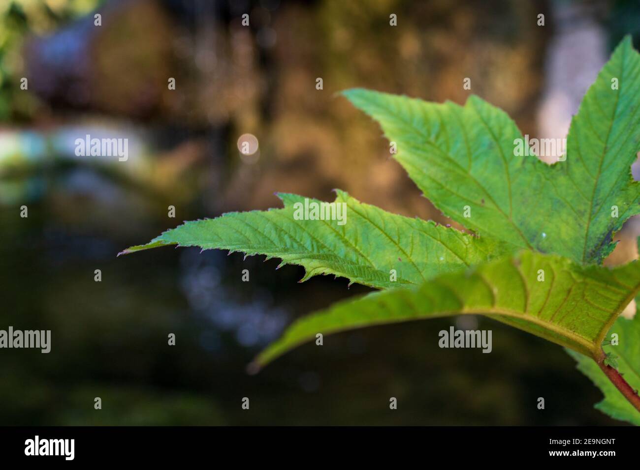 Foglia verde su sfondo sfocato, macro e fcous selettivo Foto Stock