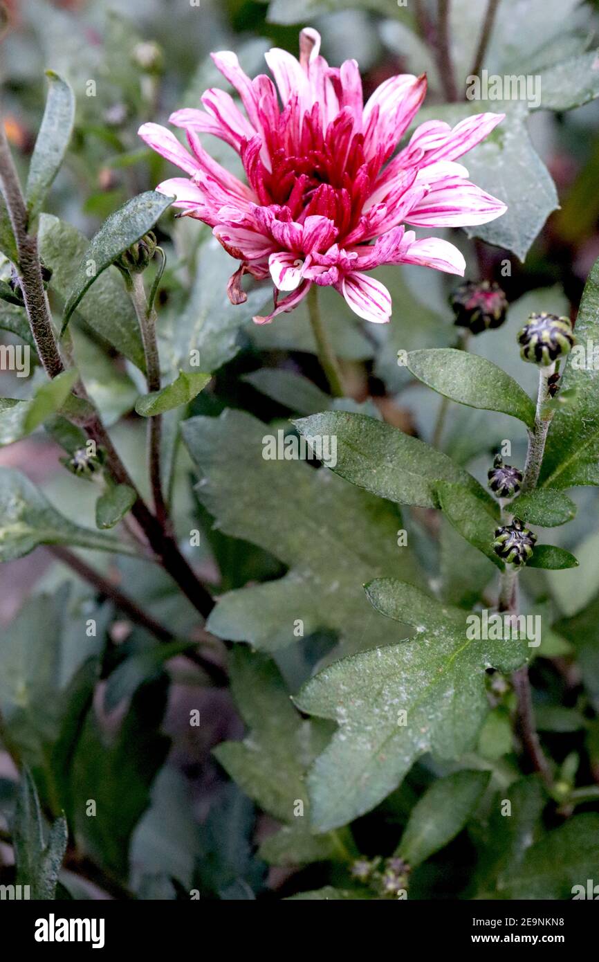 Crisantemo ‘Stellini’ Stellini crisantemo – fiori bianchi molto striati di porpora, febbraio, Inghilterra, Regno Unito Foto Stock