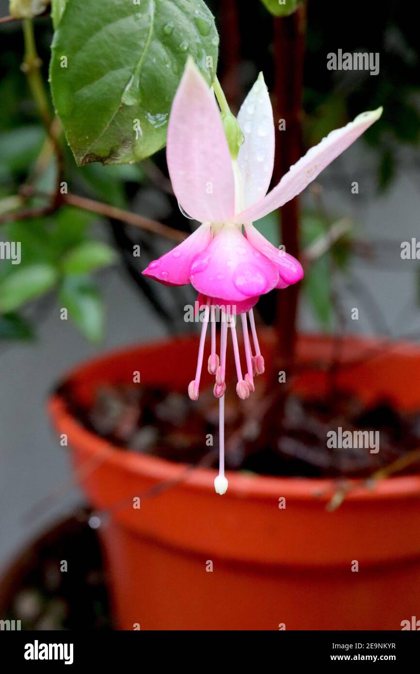 Fuchsia ‘Champagne Celebration’ Champagne Celebration fuchsia – fiori pendenti con petali bianchi ricurvi e petali rosa magenta, febbraio, Inghilterra, Foto Stock