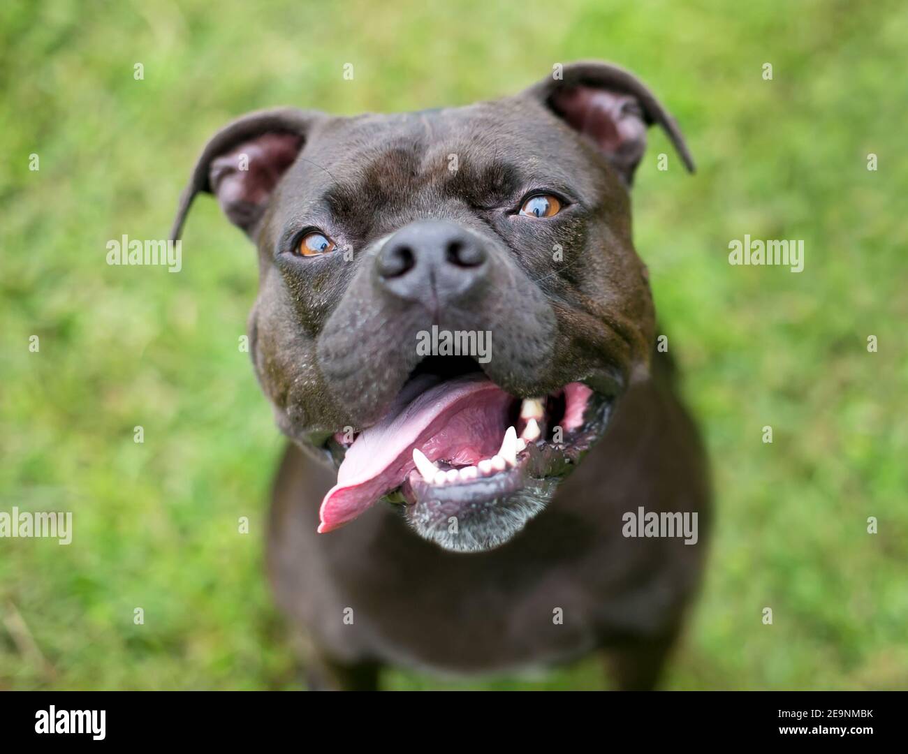 Un cane di razza mista nero e bianco Staffordshire Bull Terrier ansante con la lingua fuori Foto Stock