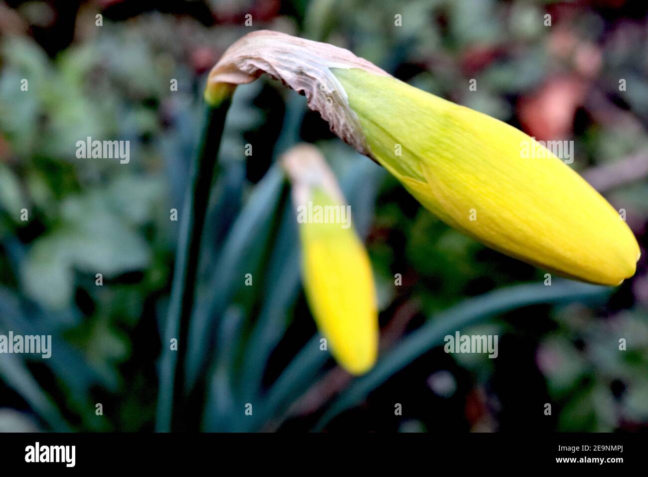 Narcissus ‘February Gold’ / Daffodil February Gold Division 6 Cyclamineus Daffodils in erba con narcisi gialle, febbraio, Inghilterra, Regno Unito Foto Stock