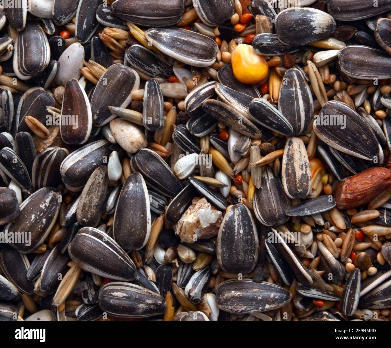 Primo piano di una miscela di semi di uccelli Foto Stock