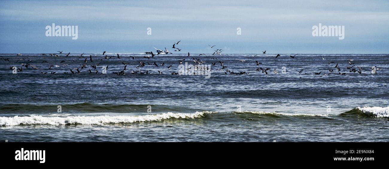 Immagine panoramica degli uccelli che volano in basso sulla superficie dell’oceano, pesca. Foto Stock