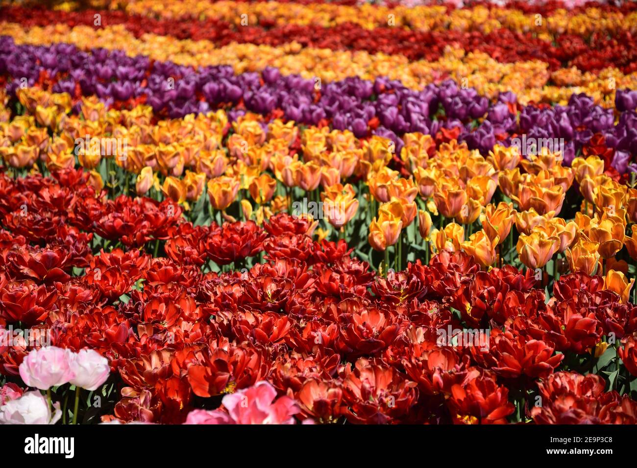 Bellissimo campo di tulipani colorati, rosso, arancione, viola Foto Stock