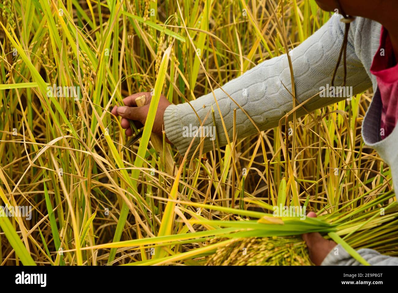 le donne di terrazze di riso di banaue si prendono cura del riso filippine Foto Stock