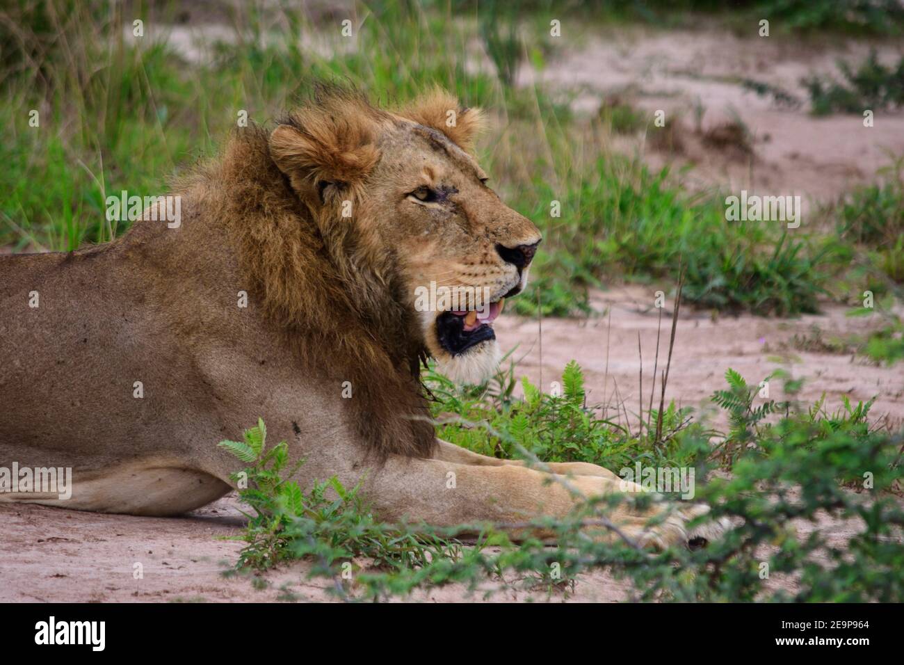 leone rilassato cerca cibo e animali a caccia Foto Stock