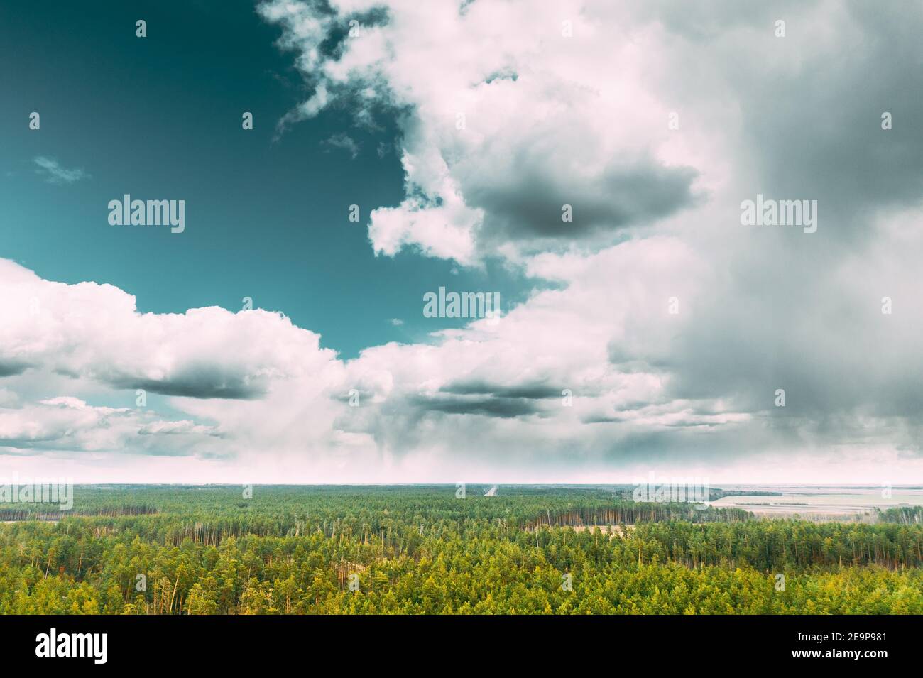 Vista aerea Green Coniferous Forest Pines Woods Paesaggio in Primavera. Vista dall'alto della bellissima natura europea dall'atteggiamento. Vista drone. Occhio di uccello Foto Stock