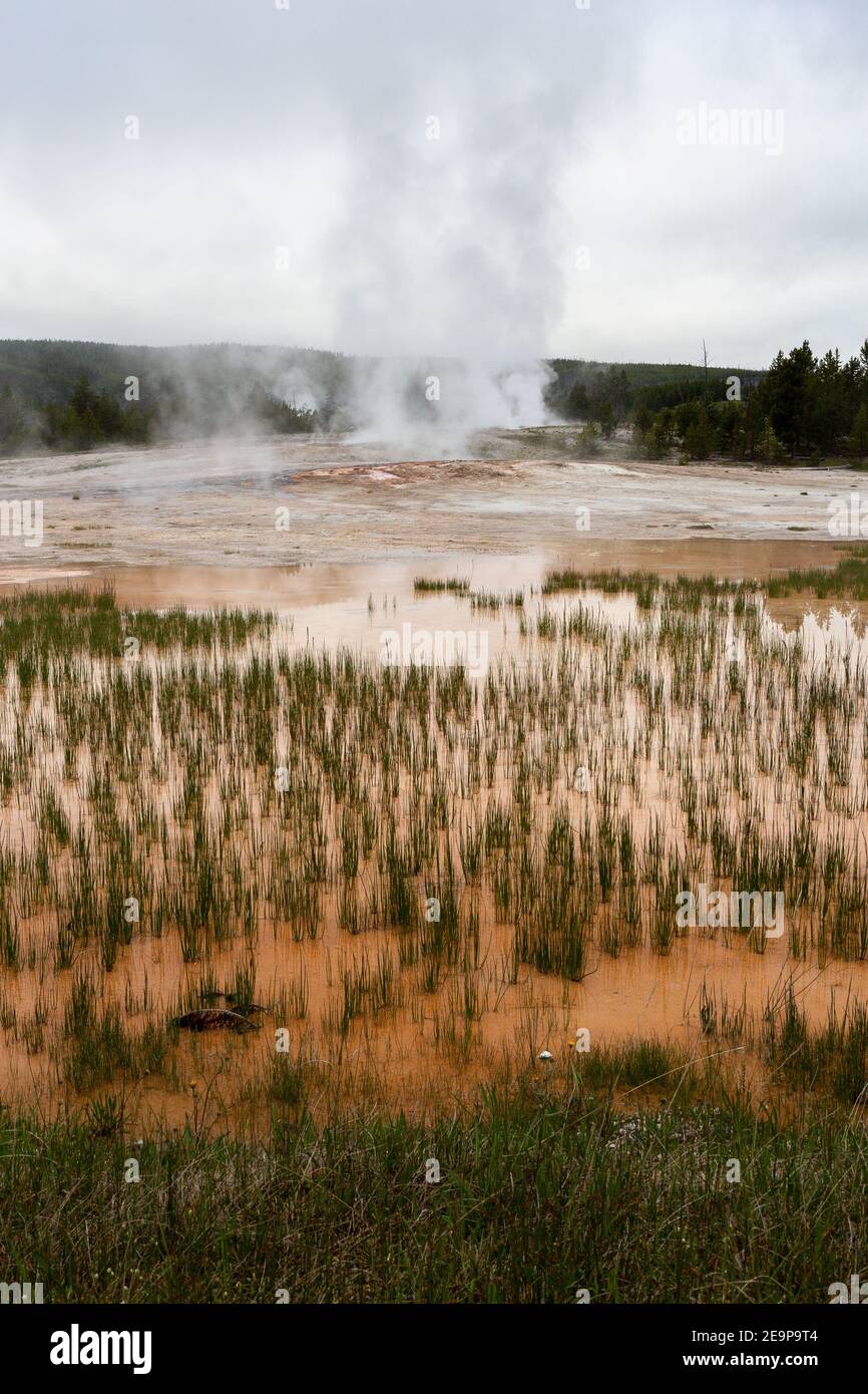 Deflusso dalle sorgenti arancioni che si raccolgono nelle piscine erbose sottostanti. Parco nazionale di Yellowstone, Wyoming Foto Stock