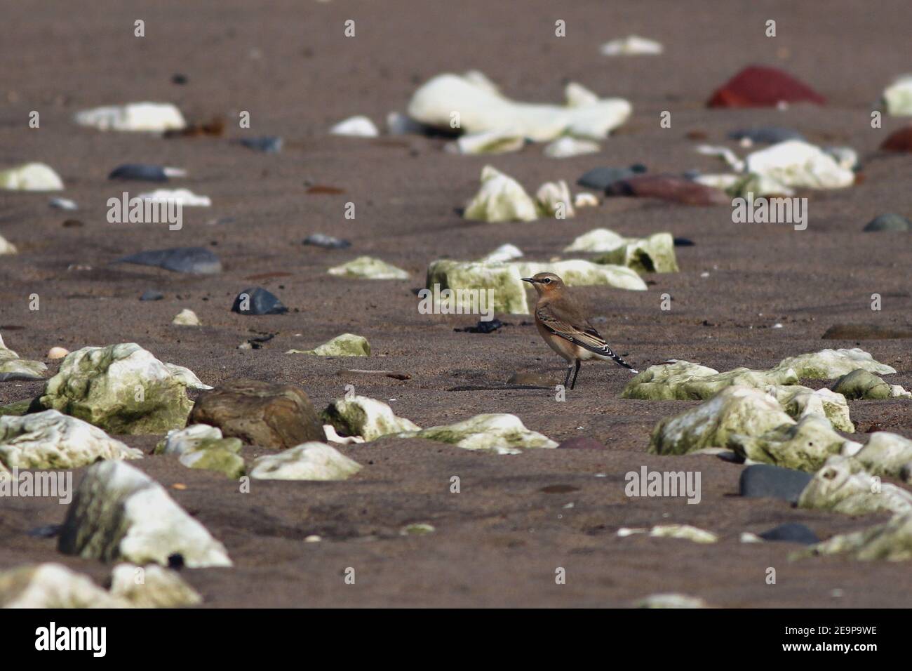 Uccello migratorio (femmina Northern Wheatear, Oenanthe Enanthe) sulla spiaggia presso la riserva naturale nazionale di Spurn Point, East Yorkshire, Regno Unito Foto Stock