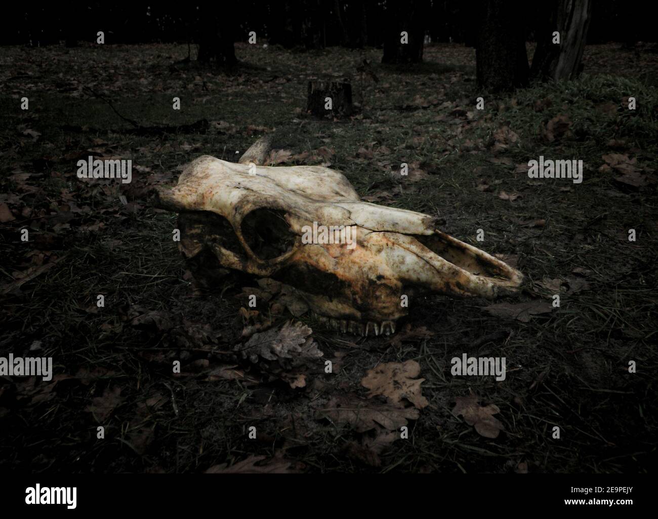Un cranio di una mucca morta uccisa nella foresta che giace a terra in foglie. Concetto per il tuo design nello stile dell'orrore della morte, della transizione della vita Foto Stock