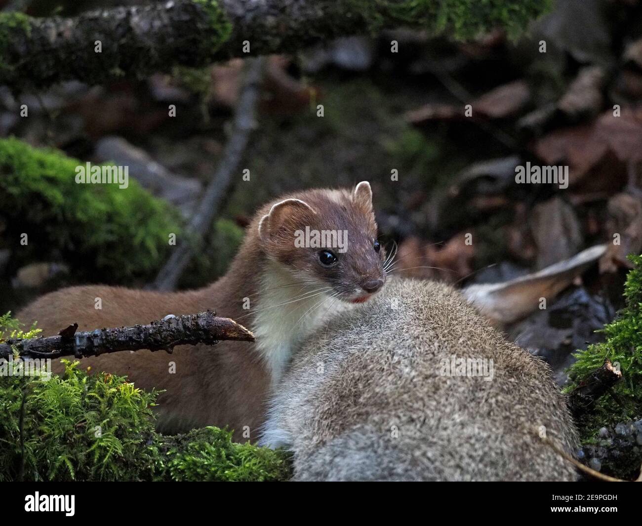 Cacciatore piccolo feroce - luminoso-eyed & lithe Stoat (Mustela erminea) dwarfed da grande uccisione di coniglio in sottobosco nella Cumbria rurale, Inghilterra, Regno Unito Foto Stock