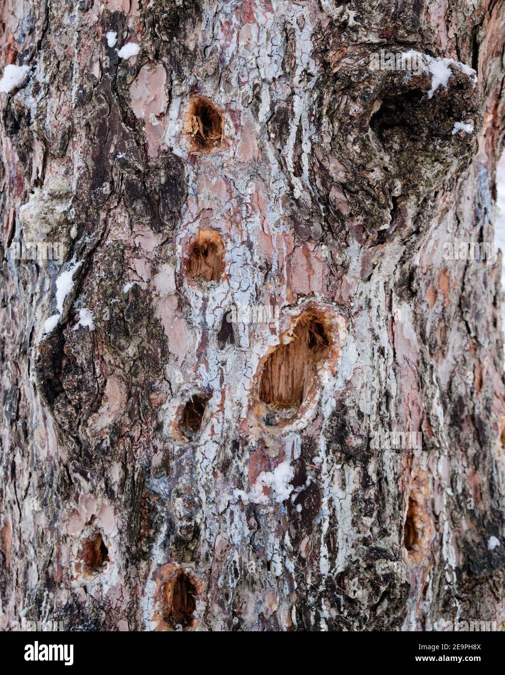 Tronco d'albero pieno di buchi, opera di un picchio Foto Stock