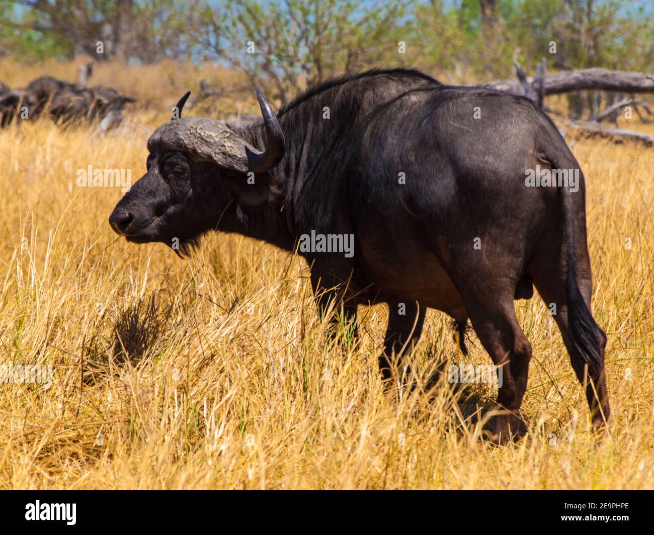 Bufalo nero grande in praterie del delta di Okavango Foto Stock