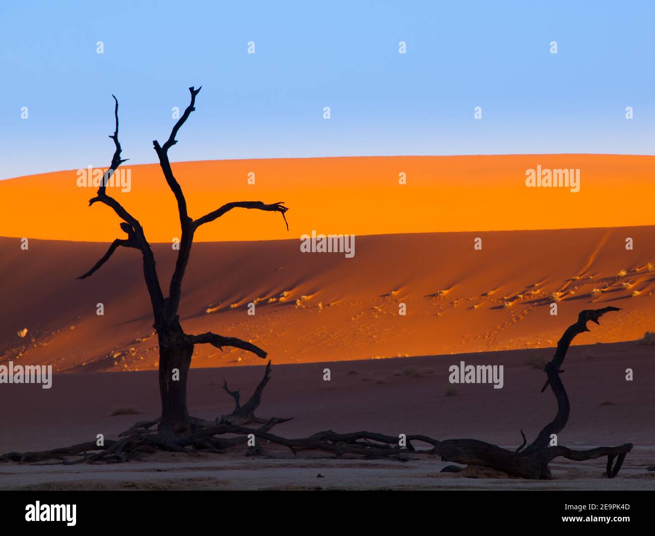 Profilo dell'albero di fronte alla duna rossa del deserto del Namib (Deadvlei, Namibia) Foto Stock