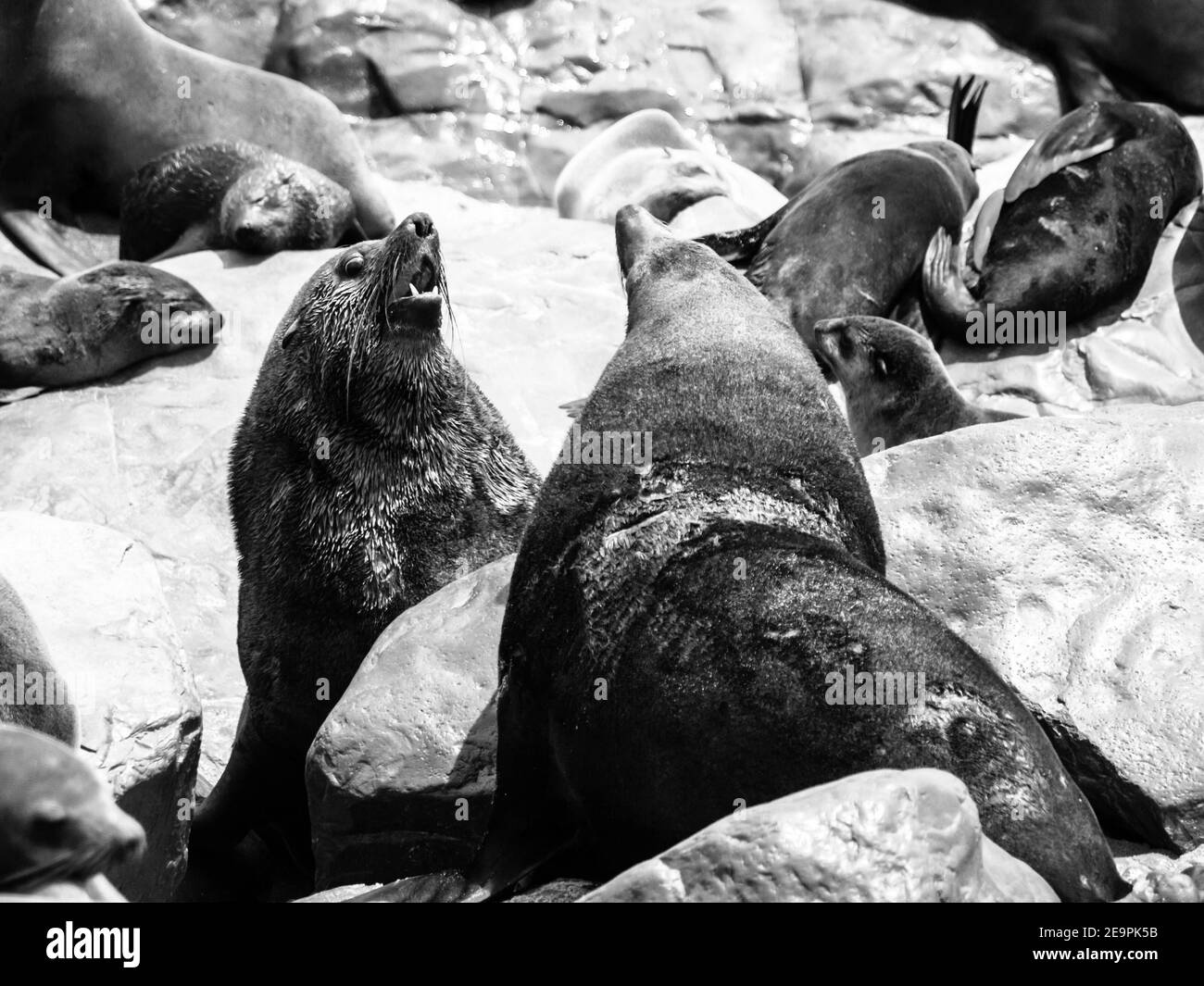 Due pericolosi foche di pelliccia marrone che combattono su una roccia. Immagine in bianco e nero. Foto Stock