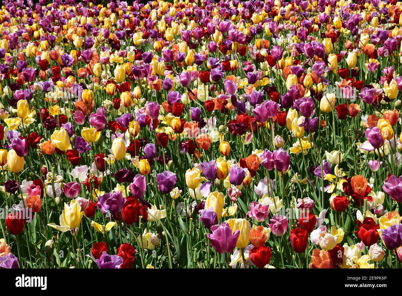 Campo di hundert di tulipani colorati nei Paesi Bassi Foto Stock