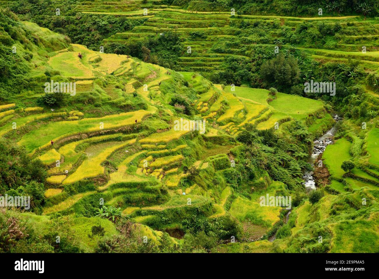 Terrazze di riso con un piccolo ruscello d'acqua nella valle Foto Stock