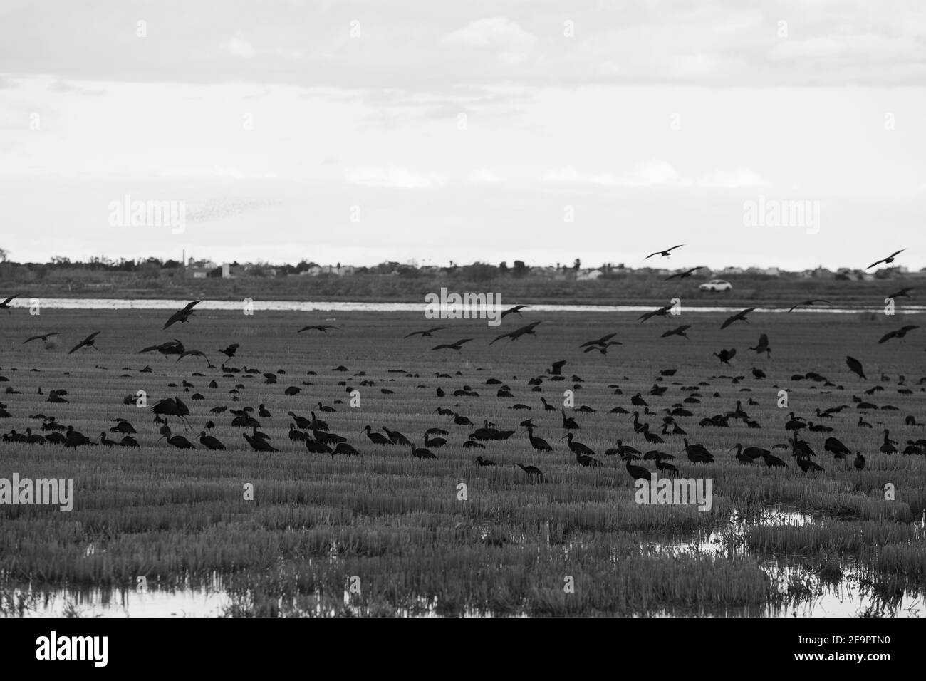 migliaia di cormorani nel lago Foto Stock