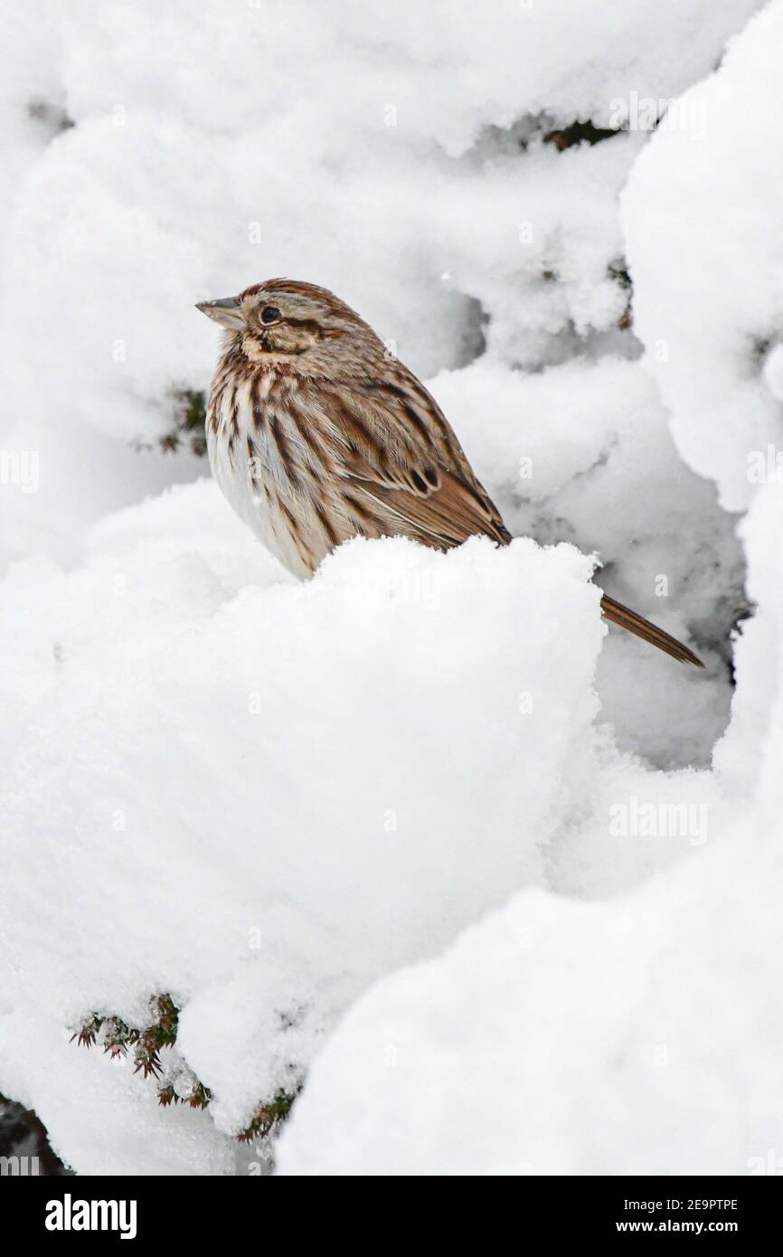 Canzone passera neve Melospiza melodia arroccato durante una tempesta di neve - Passera del nuovo mondo in tempesta di neve - Passerellidae Foto Stock