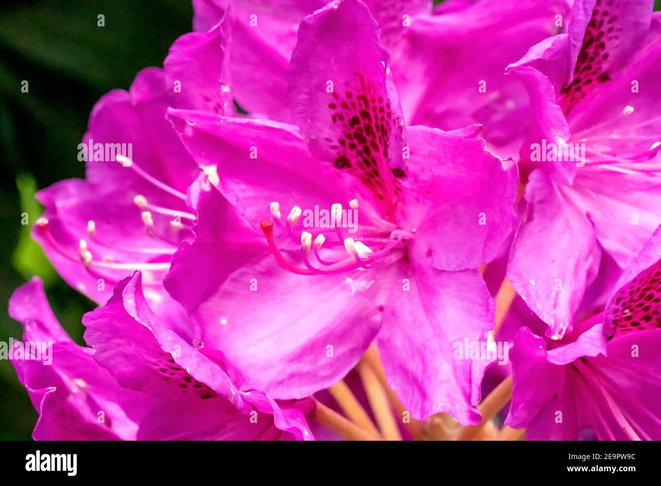 Issaquah, Washington, Stati Uniti. Primo piano di un rododendro rosa del Pacifico in fiore. Foto Stock