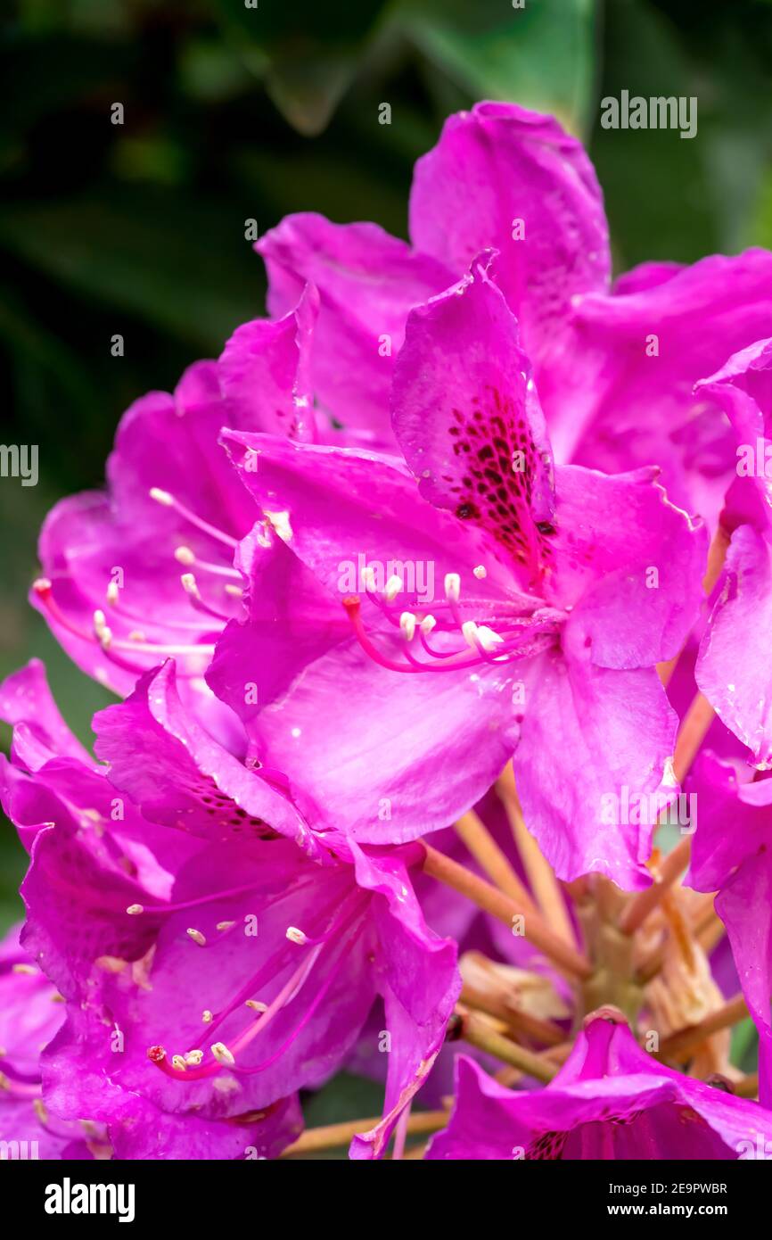 Issaquah, Washington, Stati Uniti. Primo piano di un rododendro rosa del Pacifico in fiore. Foto Stock